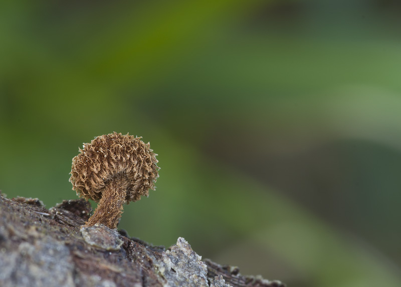 Phaeomarasmius erinaceus